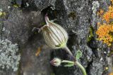 Melandrium latifolium. Верхушка побега с плодом с прогрызенной дырой и бутоном. Республика Ингушетия, Джейрахский р-н, окр. урочища Цори у подножия башенного комплекса Цори, высота ок. 1760 м н.у.м., высокотравный луг (сорванное растение приставил для съёмки к скале, чтобы защитить его от ветра). 18 июня 2022 г.