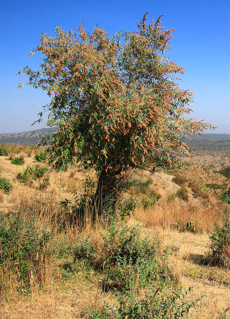 Image of Buddleja polystachya specimen.