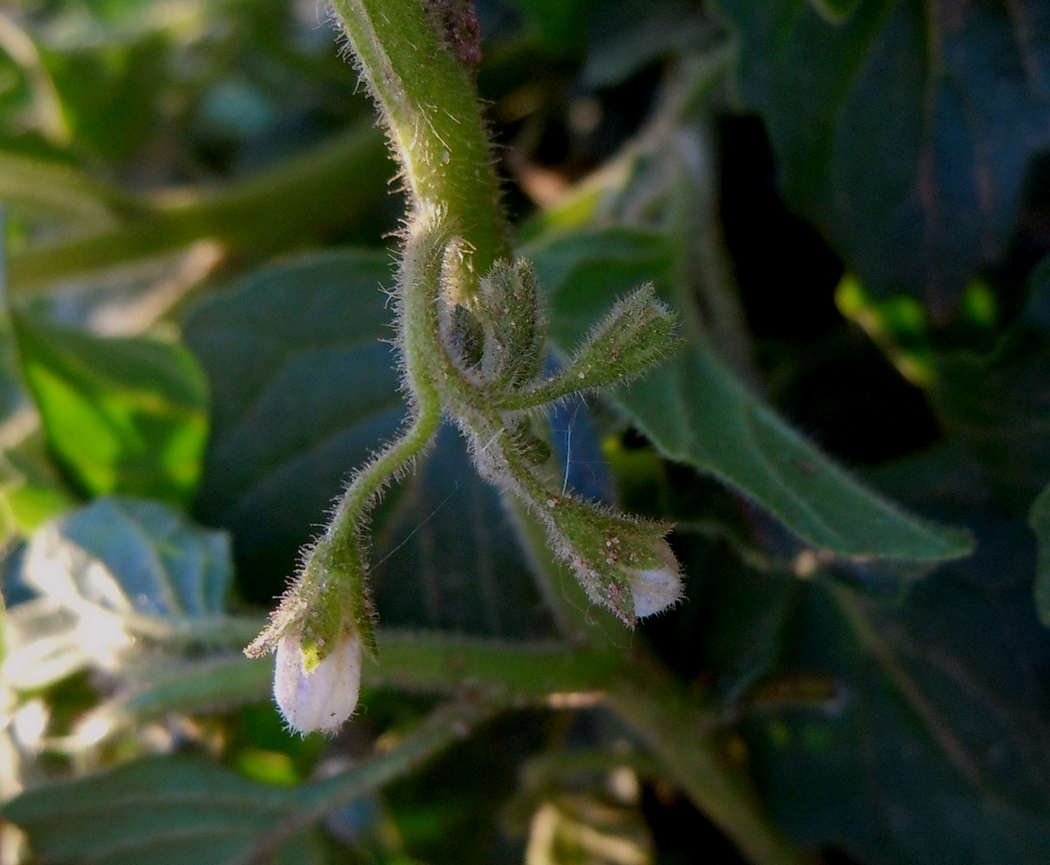 Image of Solanum physalifolium specimen.