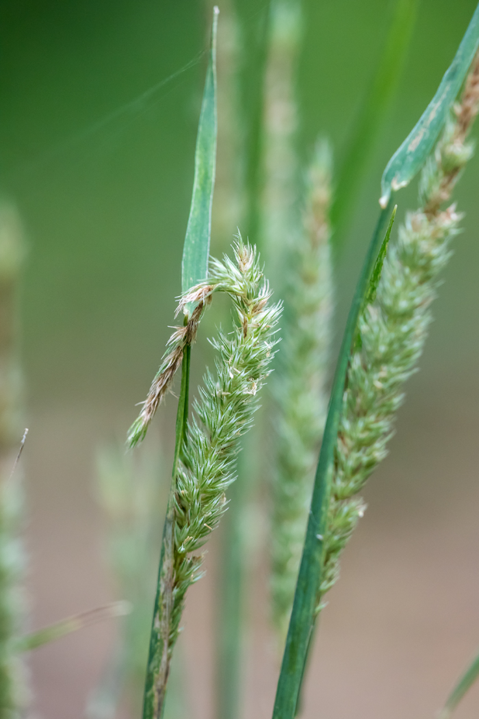 Изображение особи семейство Poaceae.