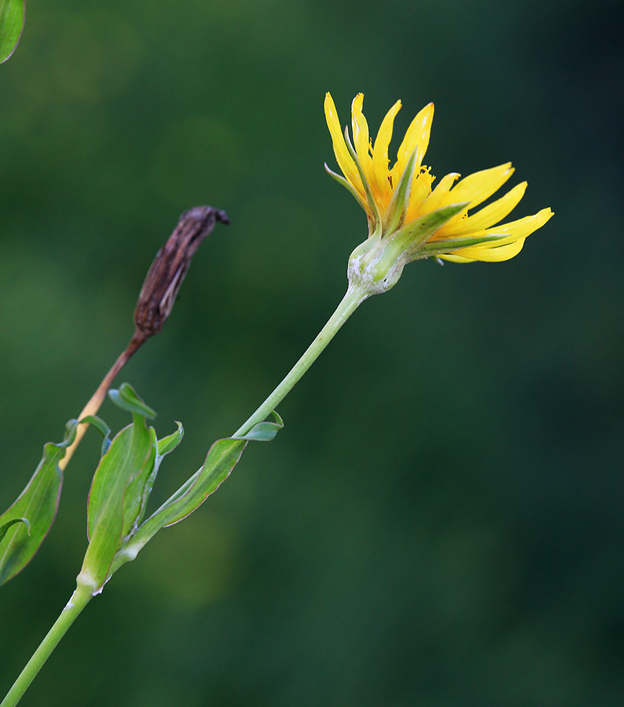 Изображение особи Tragopogon serotinus.