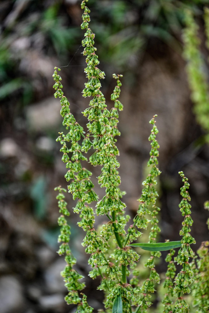 Image of genus Rumex specimen.