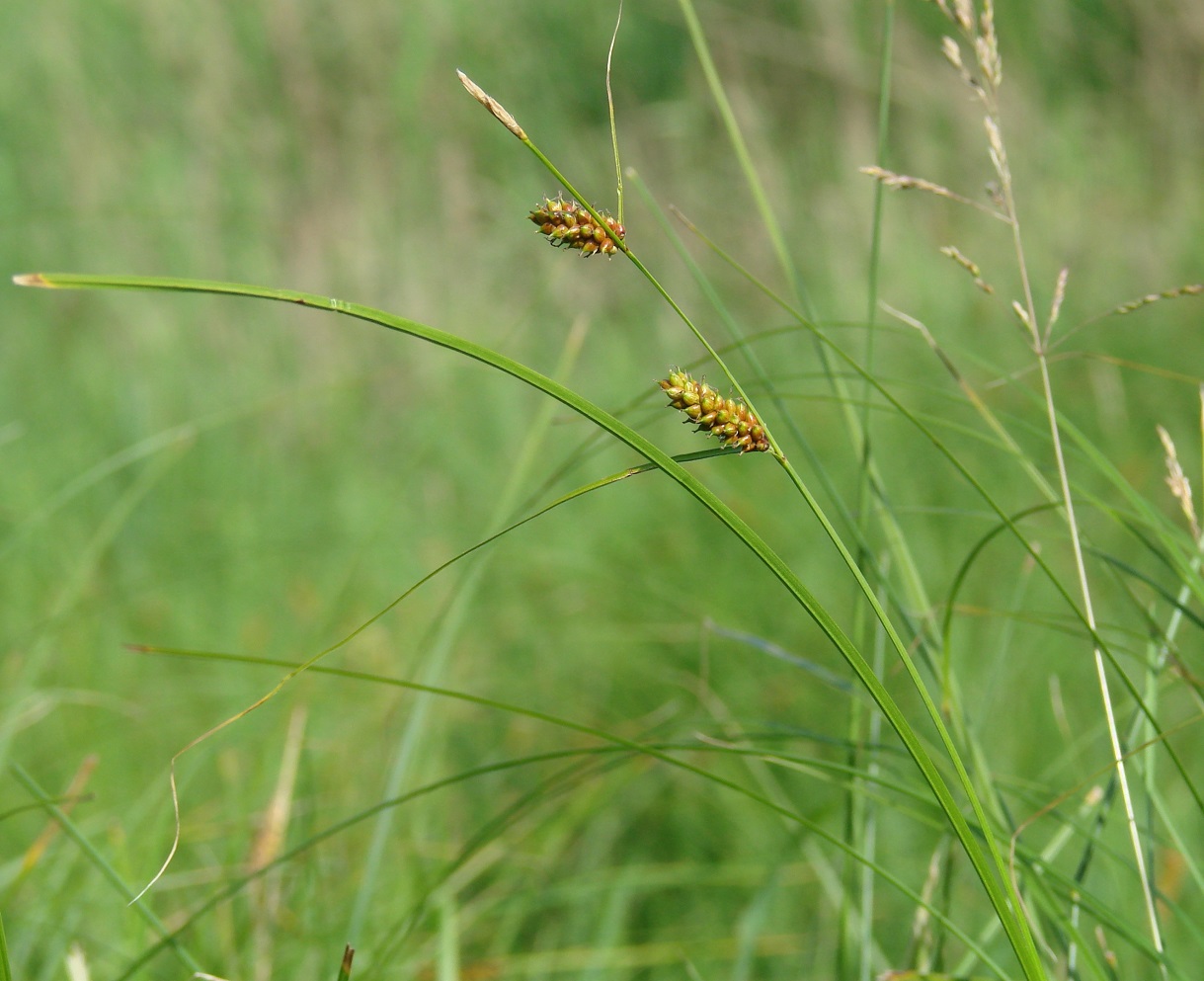 Изображение особи род Carex.