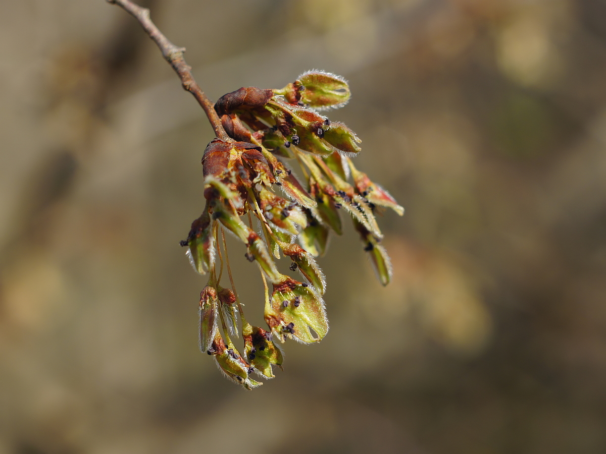 Image of Ulmus glabra specimen.