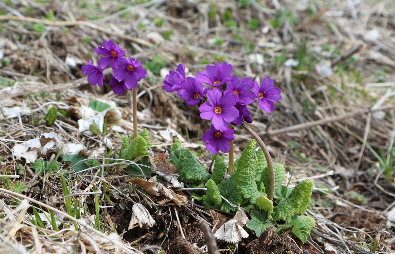 Image of Primula amoena specimen.