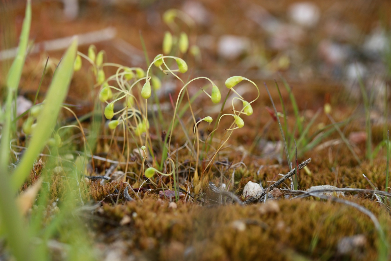 Image of Funaria hygrometrica specimen.