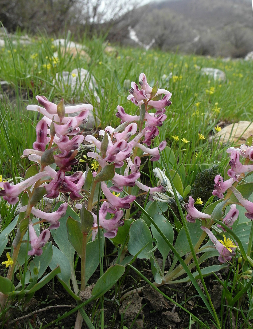 Image of Corydalis ledebouriana specimen.