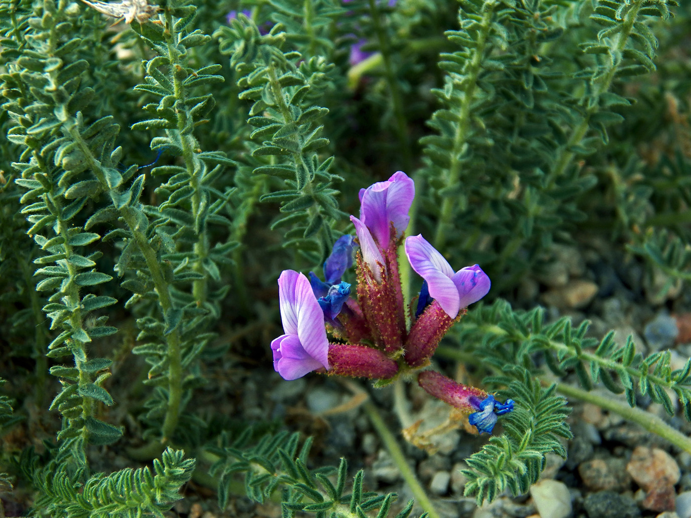 Изображение особи Oxytropis chiliophylla.