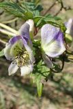 Aconitum sczukinii. Цветки. Хабаровский край, окр. г. Комсомольск-на-Амуре, разнотравный луг. 28.08.2023.