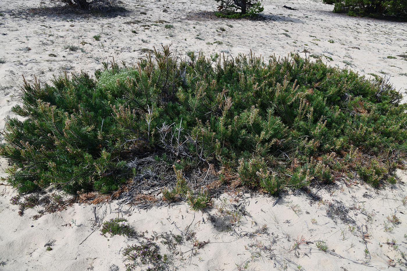 Изображение особи Pinus sylvestris.