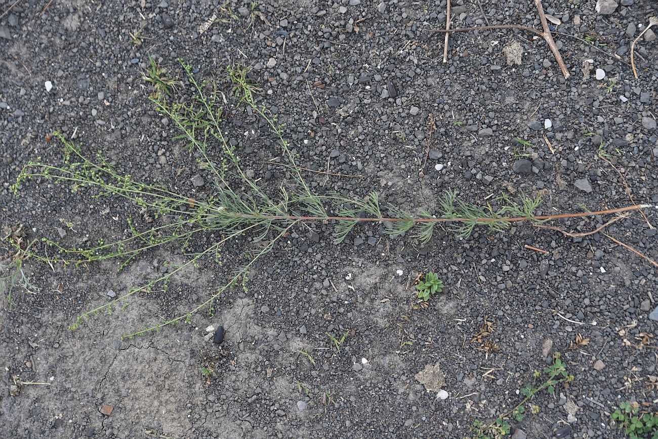 Image of genus Artemisia specimen.