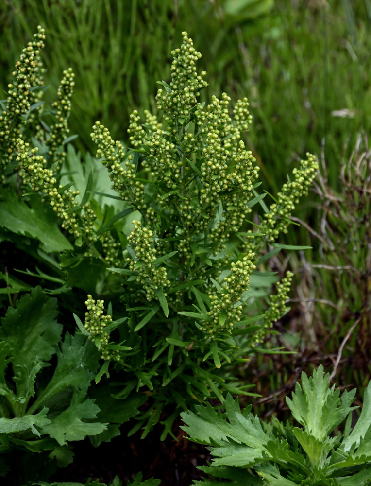 Изображение особи Artemisia japonica.