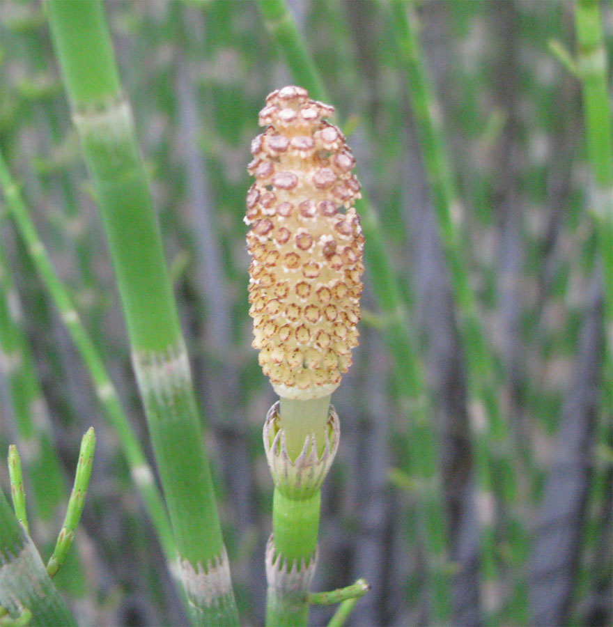 Image of Equisetum fluviatile specimen.