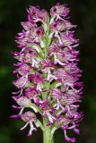 Orchis × angusticruris hybrid subspecies transcaucasica. Соцветие. Дагестан, Кумторкалинский р-н; хр. Нарат-Тюбе, выс. ок. 580 м н.у.м., склон СВ экспозиции, разреженный дубовый лес. 28 апреля 2023 г.