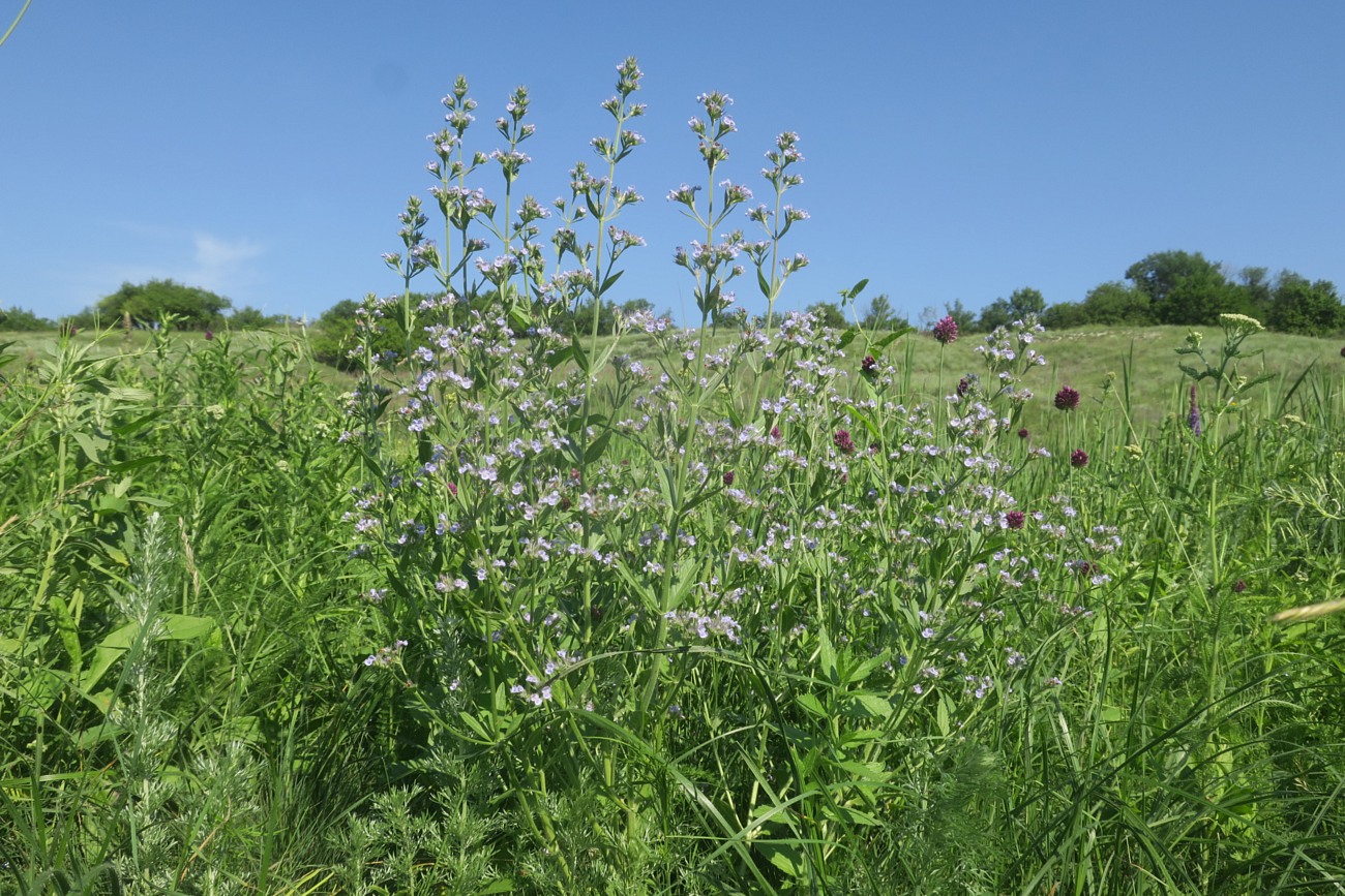 Изображение особи Nepeta parviflora.