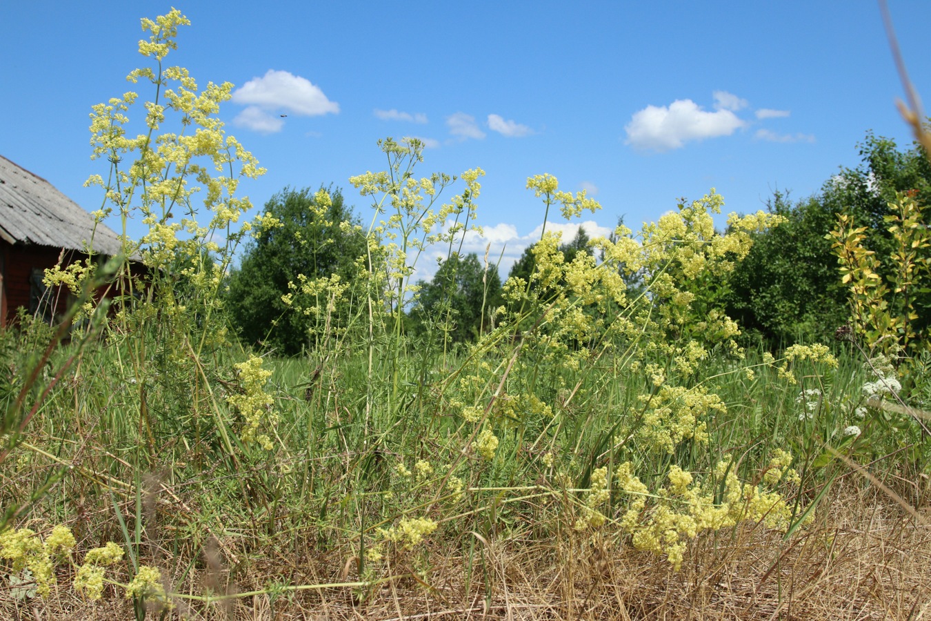 Изображение особи Galium &times; pomeranicum.