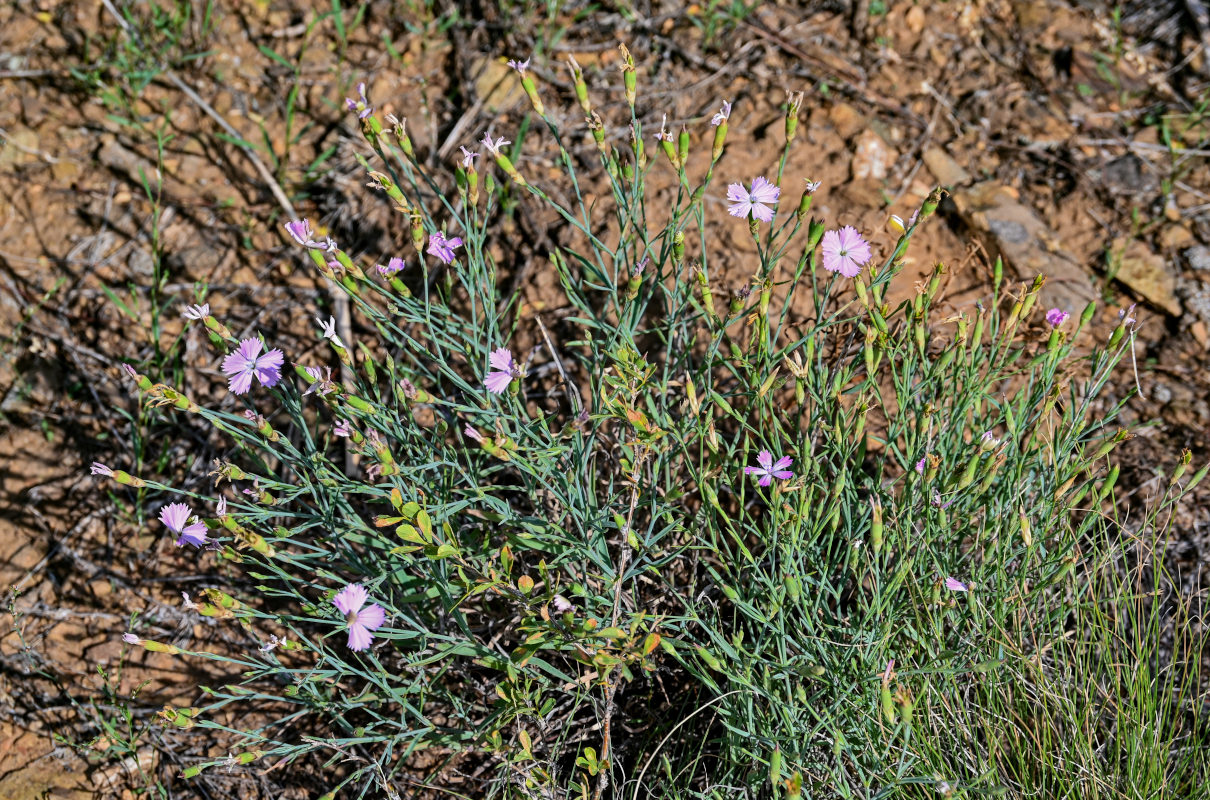 Изображение особи Dianthus uralensis.