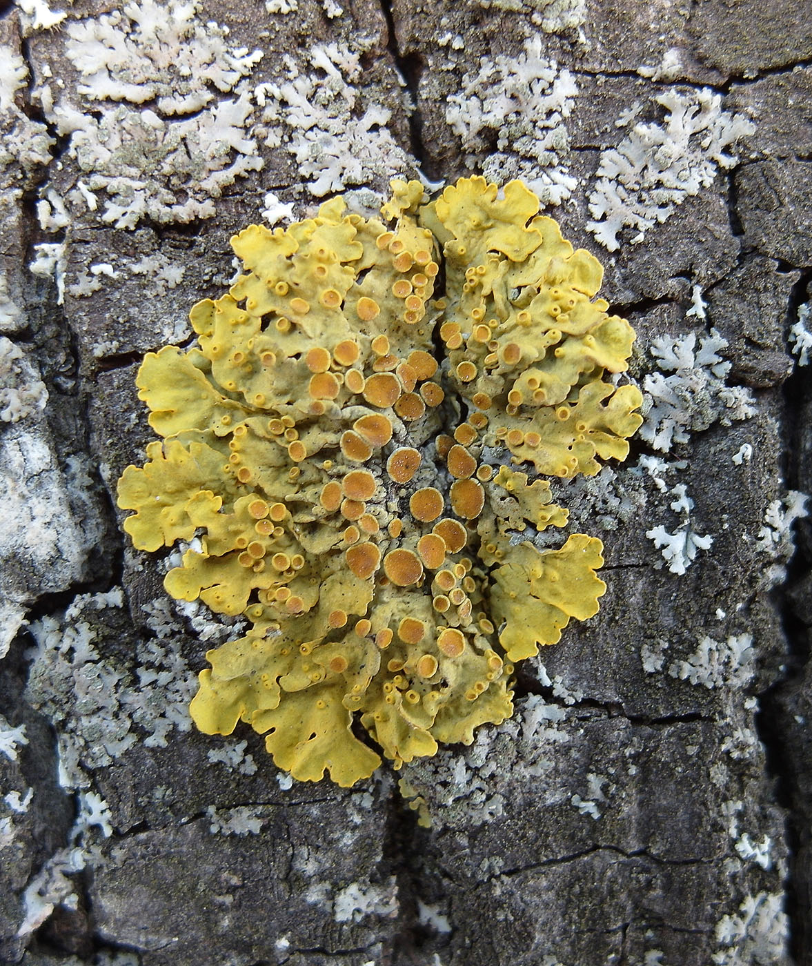 Image of Xanthoria parietina specimen.