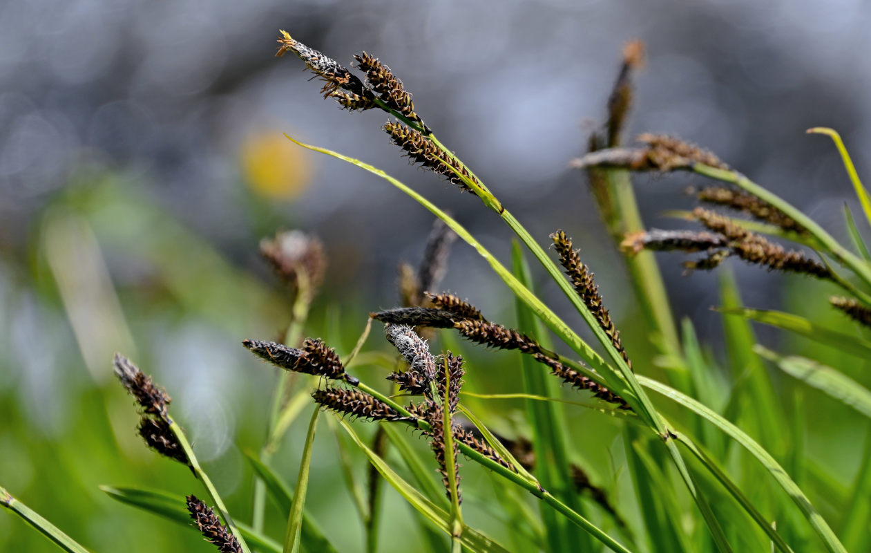 Изображение особи Carex altaica.