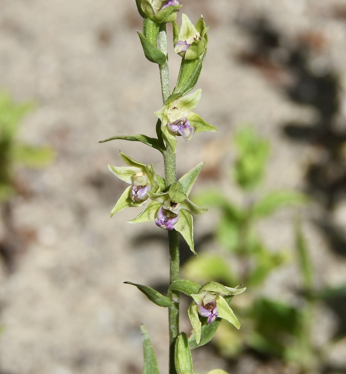 Image of Epipactis troodi specimen.