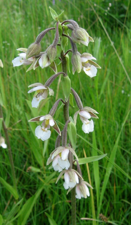 Image of Epipactis palustris specimen.