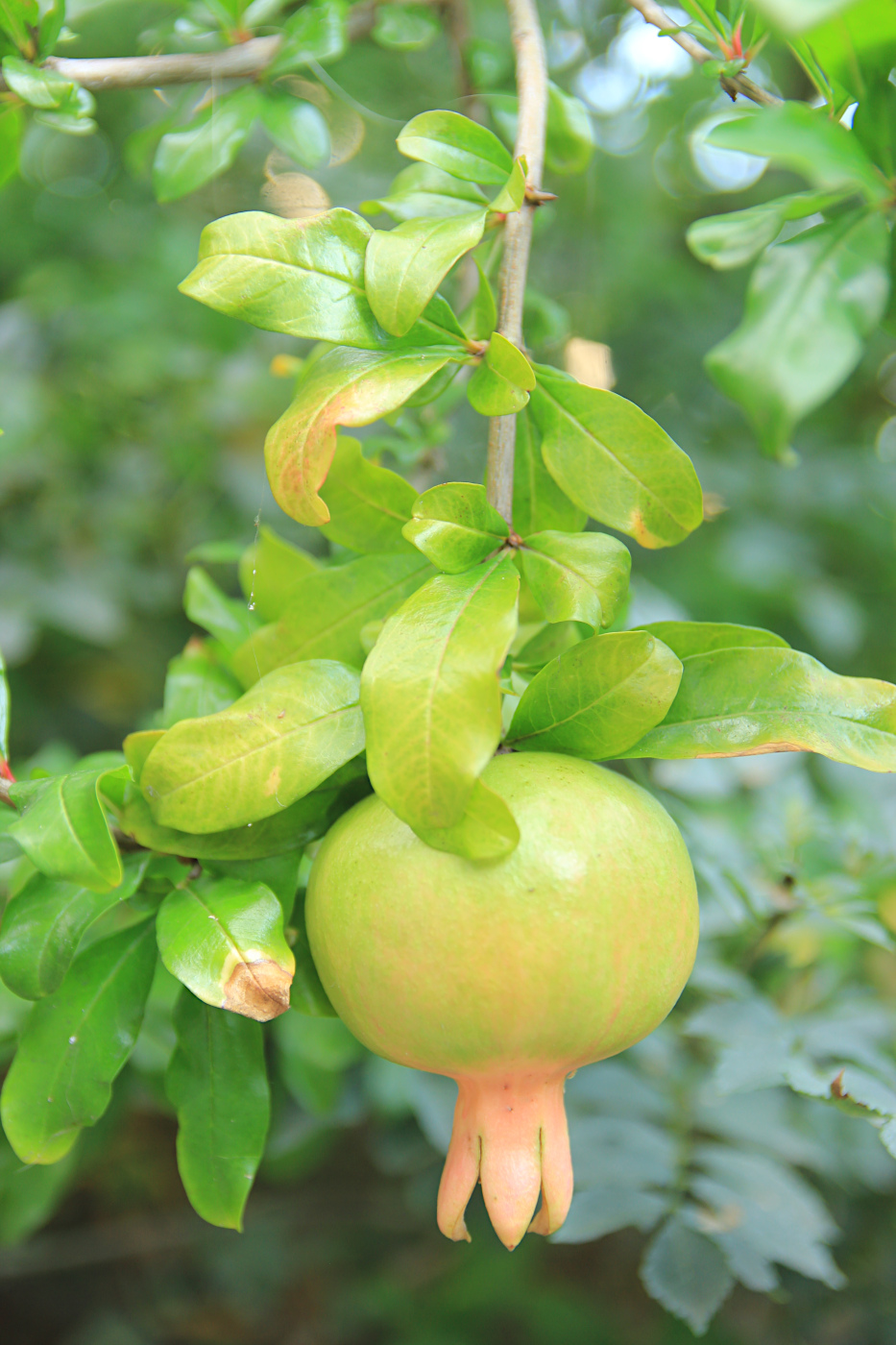 Image of Punica granatum specimen.