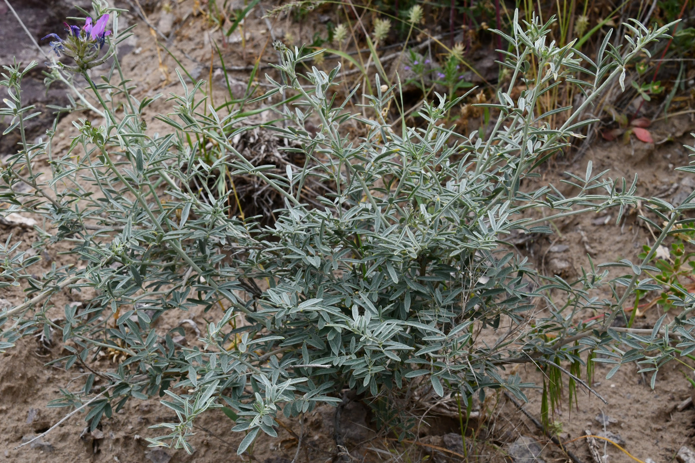 Изображение особи Astragalus arbuscula.