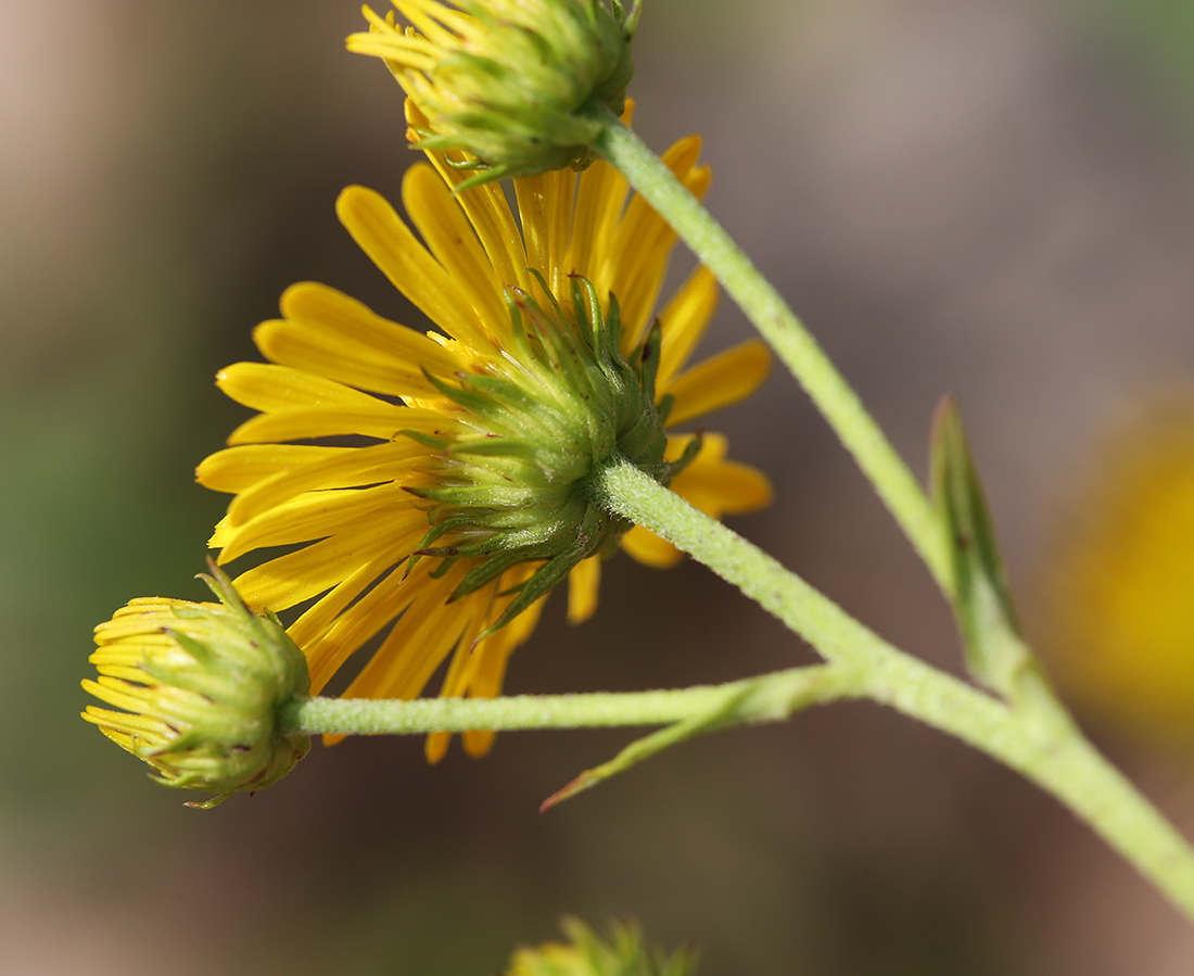 Image of Inula linariifolia specimen.