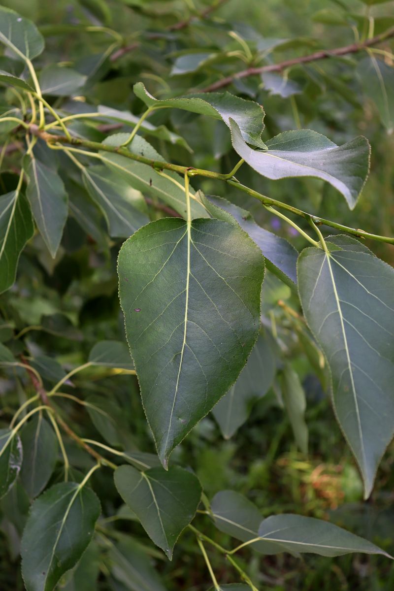 Image of genus Populus specimen.