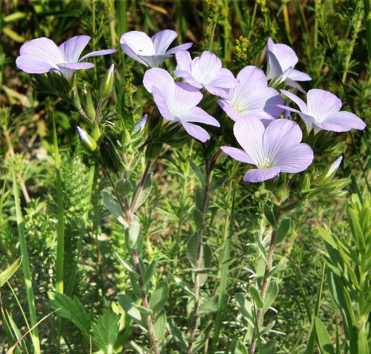 Image of Linum lanuginosum specimen.