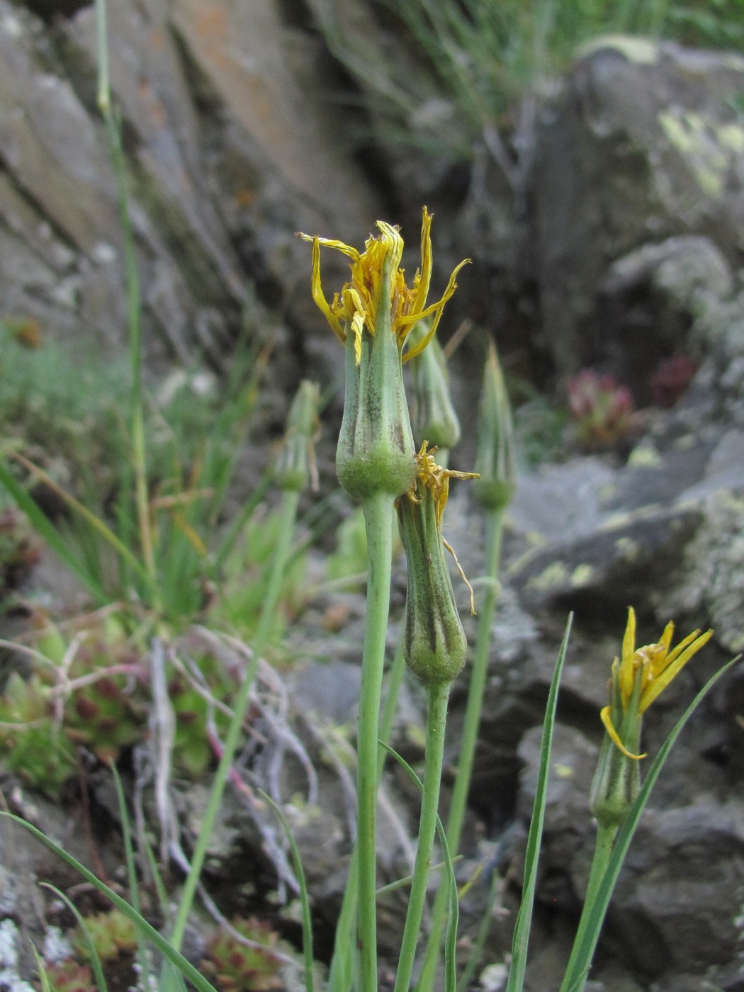 Image of genus Tragopogon specimen.