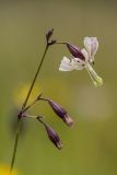 Silene saxatilis. Раскрытый и нераскрывшиеся цветки. Карачаево-Черкесия, Урупский р-н, верховья притока р. Ацгара, каменистый субальпийский луг. 08.08.2024.