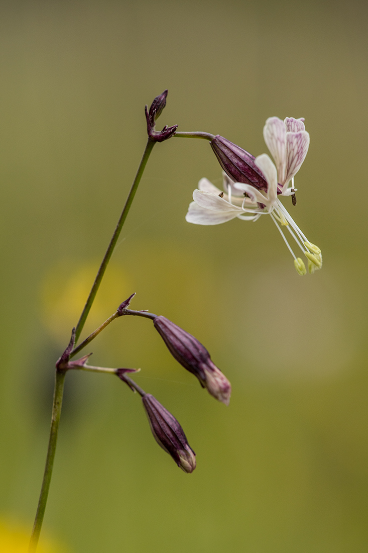 Изображение особи Silene saxatilis.