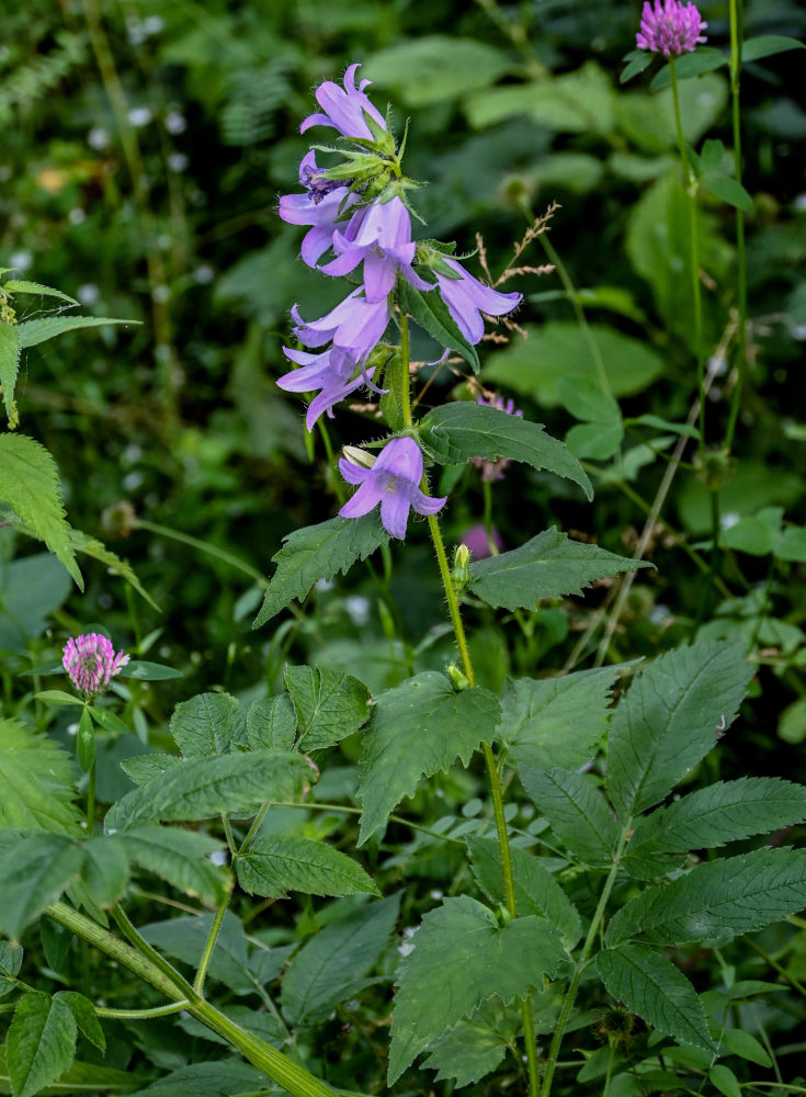 Изображение особи Campanula trachelium.