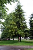 Pseudotsuga menziesii. Взрослое дерево в городском озеленении. Псков. 11.06.2006.