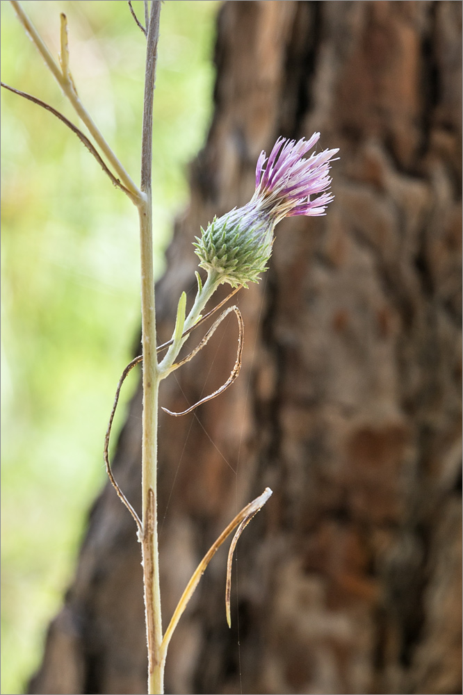 Image of familia Asteraceae specimen.