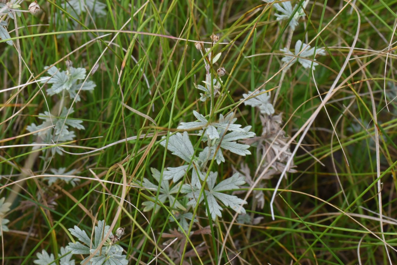 Изображение особи Potentilla argentea.