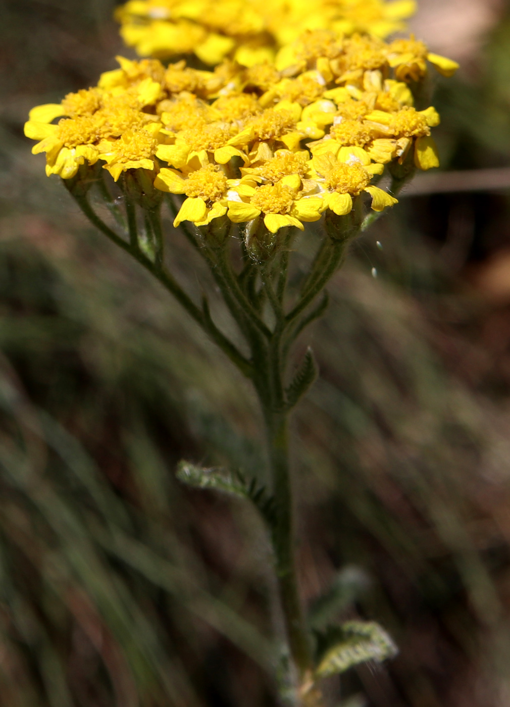 Image of Achillea tomentosa specimen.