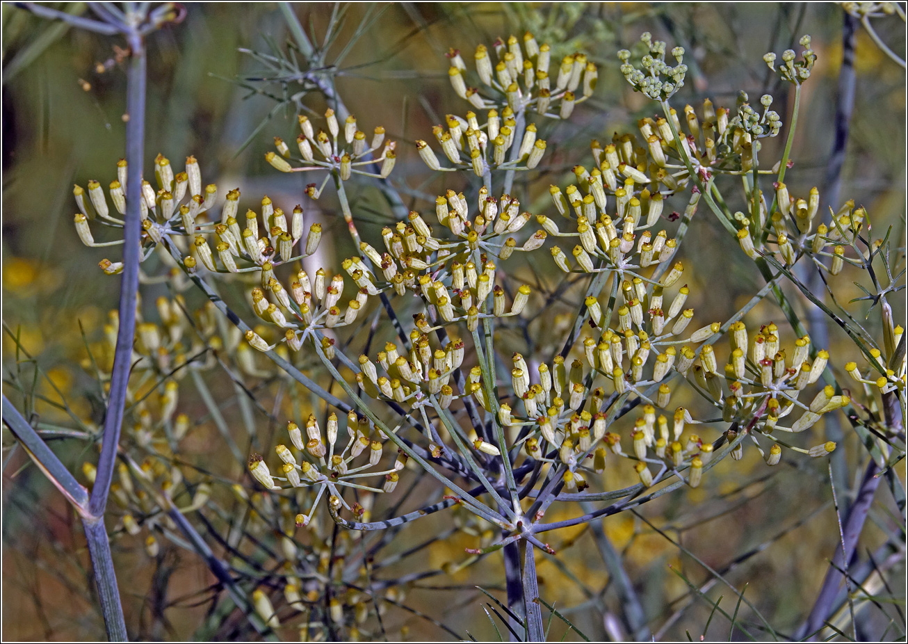 Изображение особи Foeniculum vulgare.