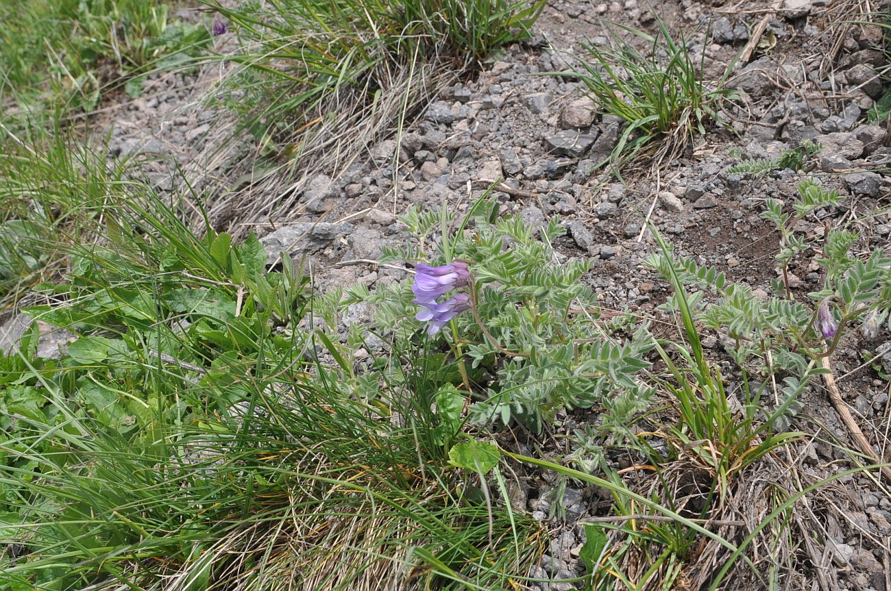 Image of Vicia sosnowskyi specimen.