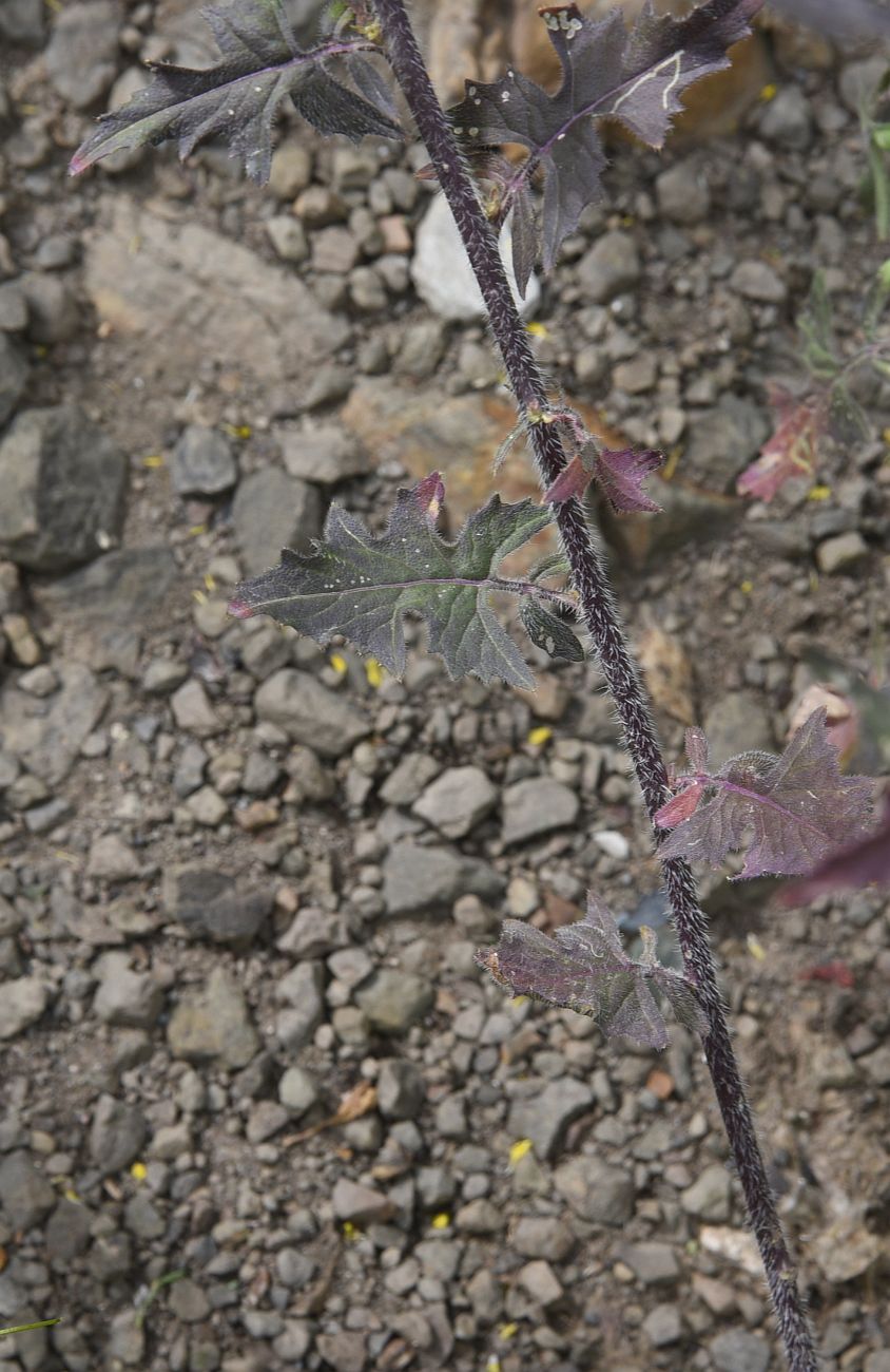 Image of Sisymbrium loeselii specimen.