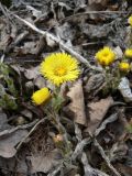 Tussilago farfara