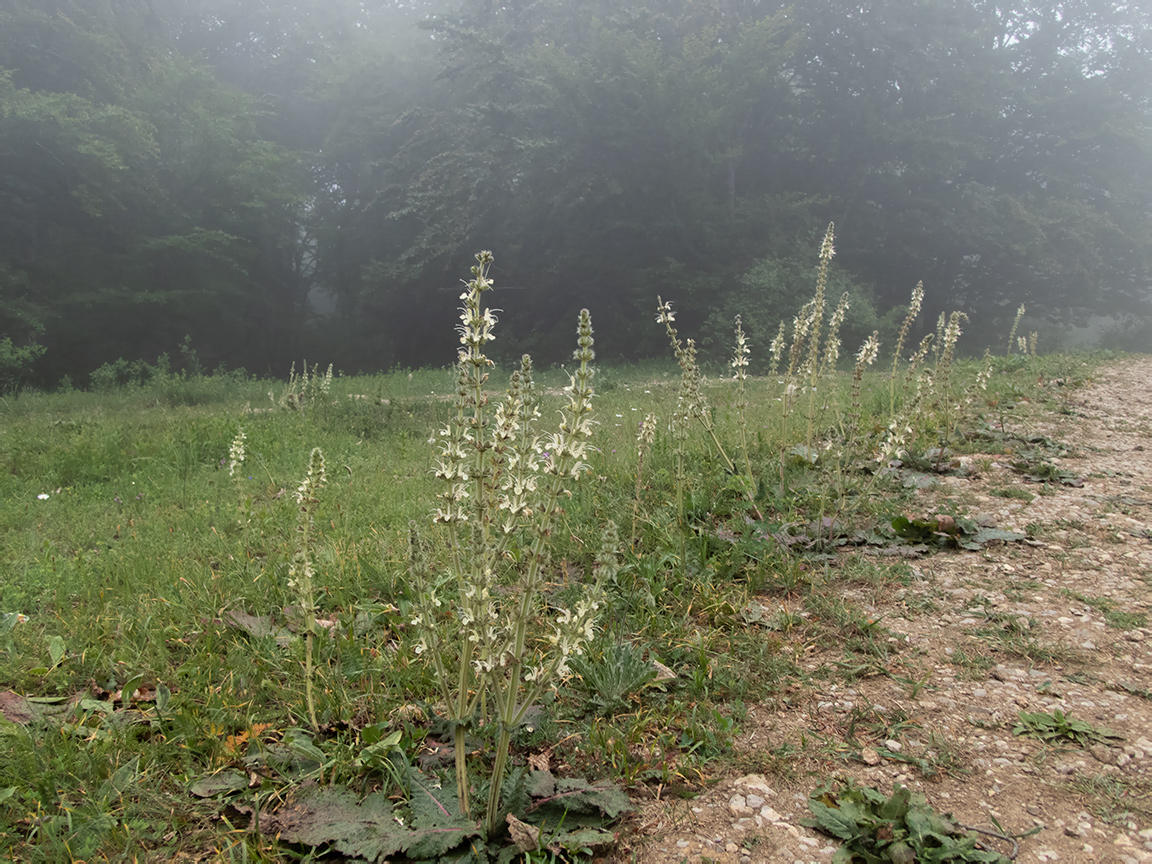 Image of Salvia austriaca specimen.