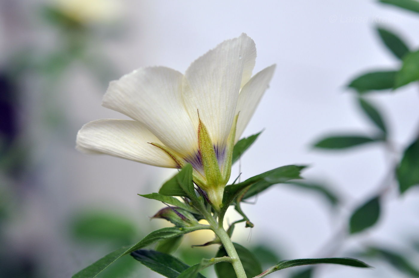 Изображение особи Turnera subulata.