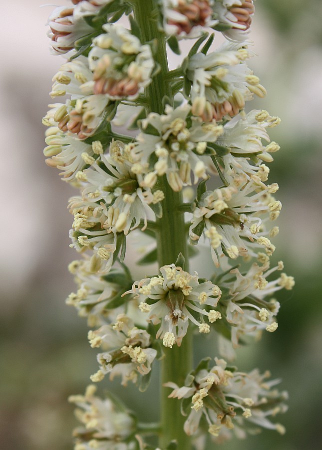 Image of Reseda alba specimen.