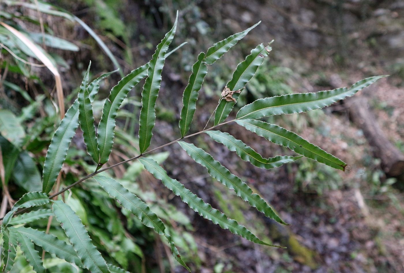 Image of Pteris cretica specimen.