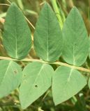 Astragalus tschimganicus