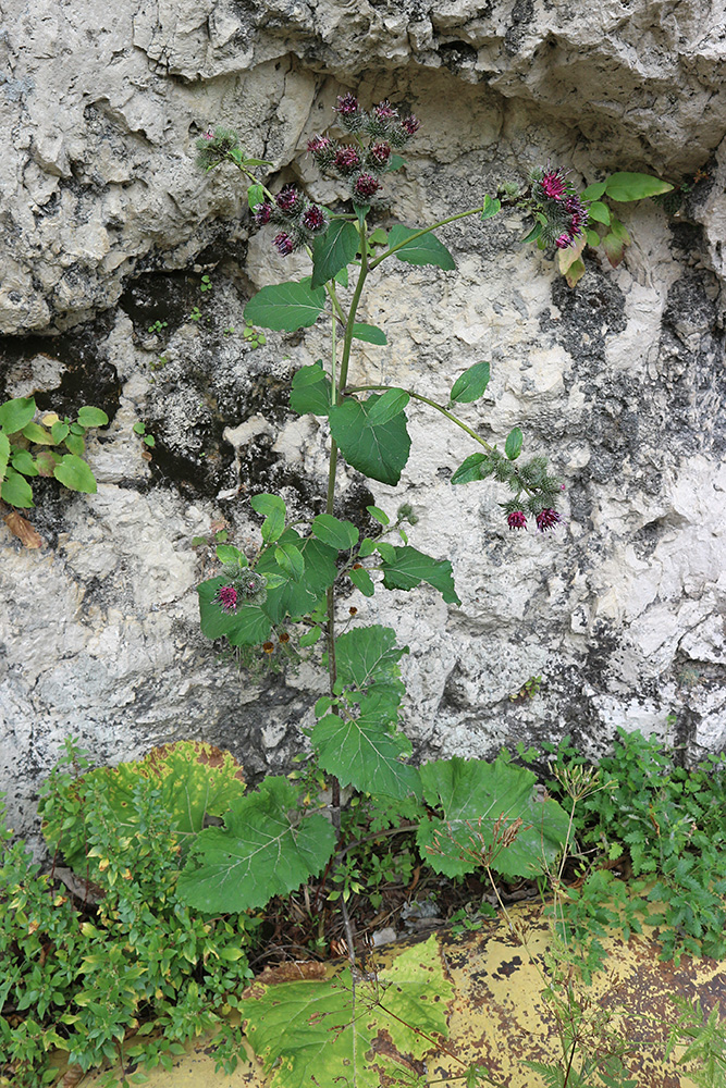 Изображение особи род Arctium.