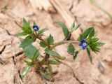 Veronica campylopoda