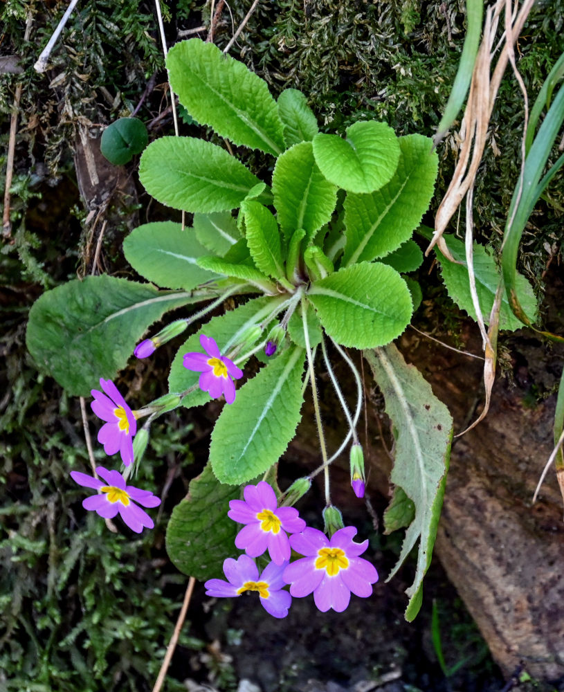Image of Primula vulgaris specimen.